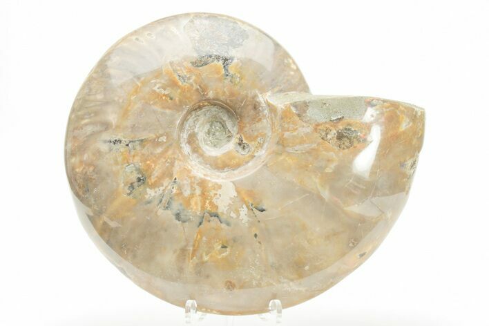 Polished Cretaceous Ammonite (Cleoniceras) Fossil - Madagascar #216102